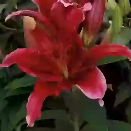 Red Flash